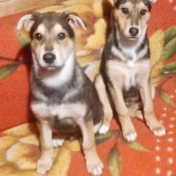 Собаки в добрые руки - Брут - 1