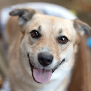 Собаки в добрые руки - Ласкуша