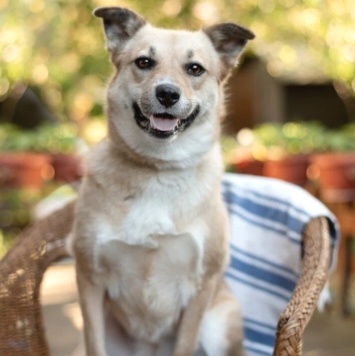 Собаки в добрые руки - Ласкуша - 1