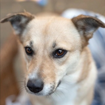 Собаки в добрые руки - Ласкуша - 2