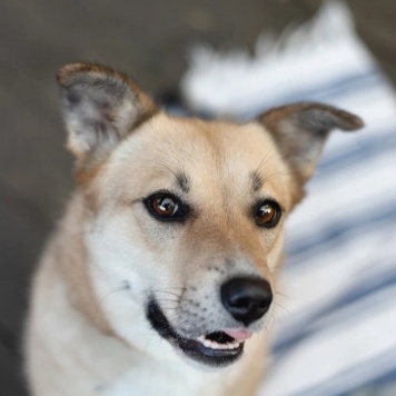 Собаки в добрые руки - Ласкуша - 3