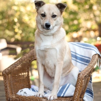 Собаки в добрые руки - Ласкуша - 4