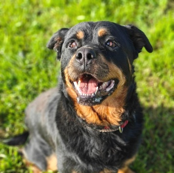 Собаки в добрые руки - Бренда