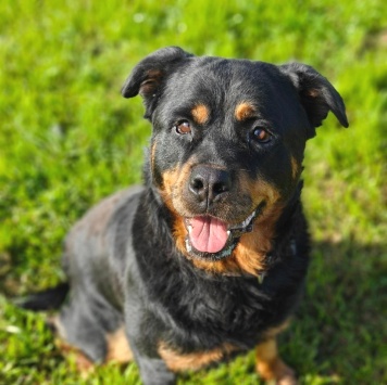 Собаки в добрые руки - Бренда - 1