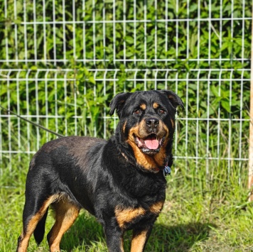 Собаки в добрые руки - Бренда - 2