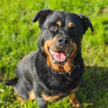 Собаки в добрые руки - Бренда - 3