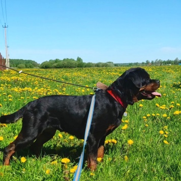 Собаки в добрые руки - Чегевара