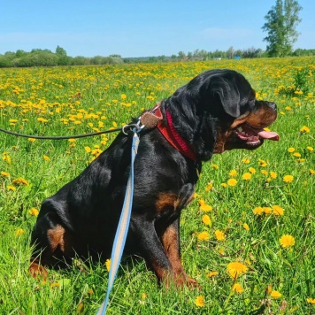 Собаки в добрые руки - Чегевара - 1
