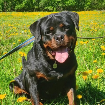 Собаки в добрые руки - Чегевара - 2