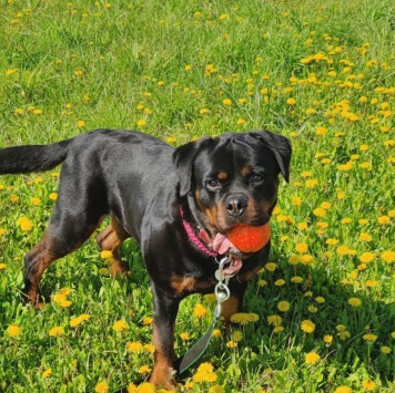 Собаки в добрые руки - Чегевара - 3