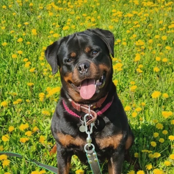 Собаки в добрые руки - Чегевара - 4