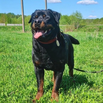 Собаки в добрые руки - Графит