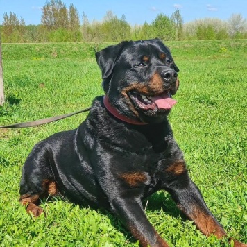 Собаки в добрые руки - Графит - 1