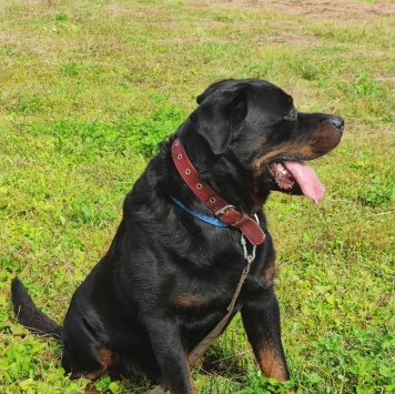 Собаки в добрые руки - Графит - 2