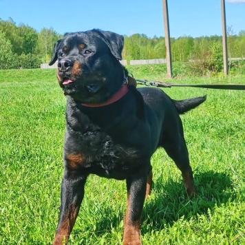 Собаки в добрые руки - Графит - 3