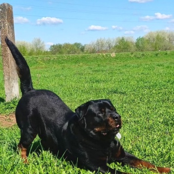 Собаки в добрые руки - Графит - 4