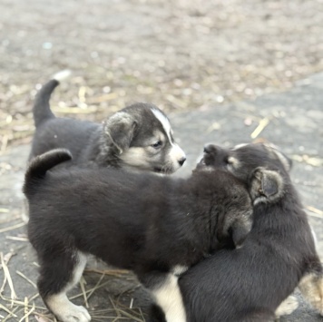 Щенки - Собаки в добрые руки