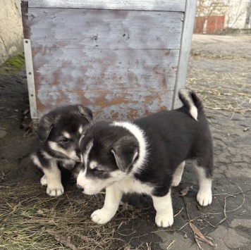 Собаки в добрые руки - Щенки - 1