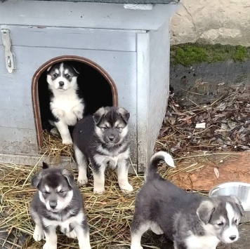 Собаки в добрые руки - Щенки - 2