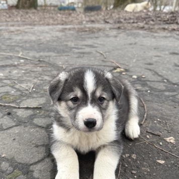 Собаки в добрые руки - Щенки - 3