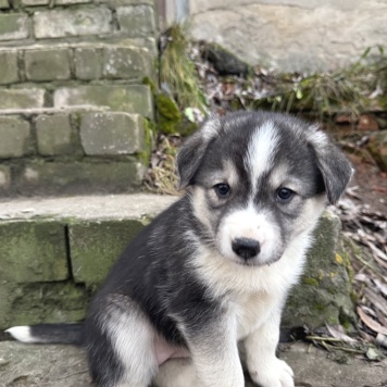 Собаки в добрые руки - Щенки - 4