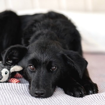 Собаки в добрые руки - Молли