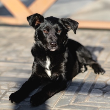 Собаки в добрые руки - Молли - 1