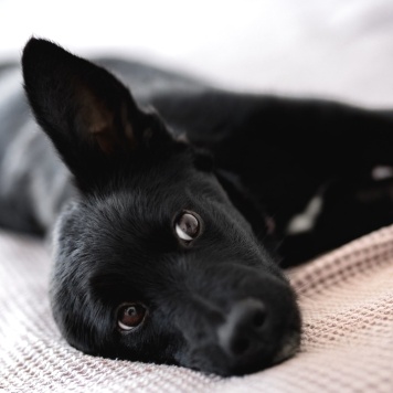 Собаки в добрые руки - Молли - 2