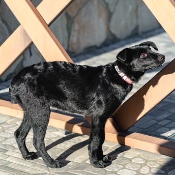 Собаки в добрые руки - Молли - 3