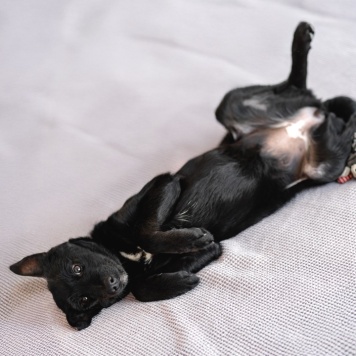 Собаки в добрые руки - Молли - 4