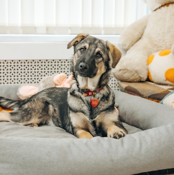 Собаки в добрые руки - Кексик