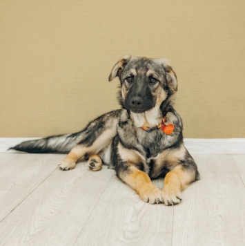 Собаки в добрые руки - Кексик - 2