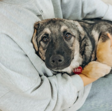Собаки в добрые руки - Кексик - 3