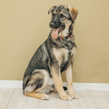 Собаки в добрые руки - Кексик - 4