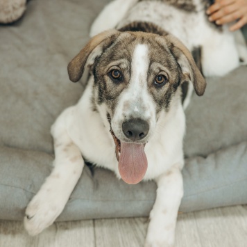 Кейси - Собаки в добрые руки