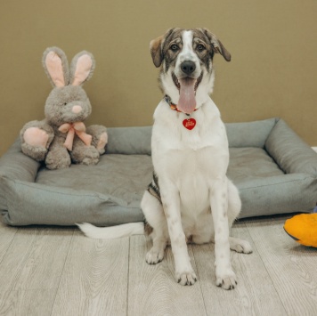 Собаки в добрые руки - Кейси - 1