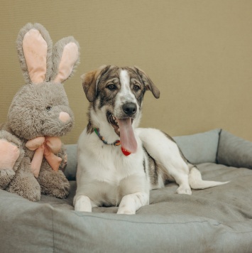 Собаки в добрые руки - Кейси - 2