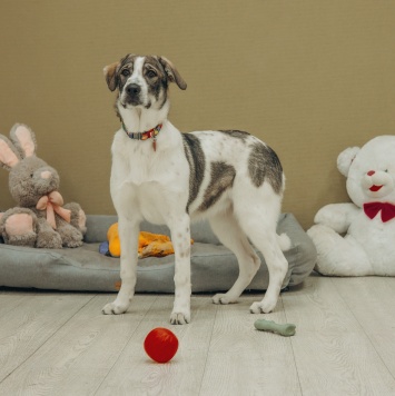 Собаки в добрые руки - Кейси - 3