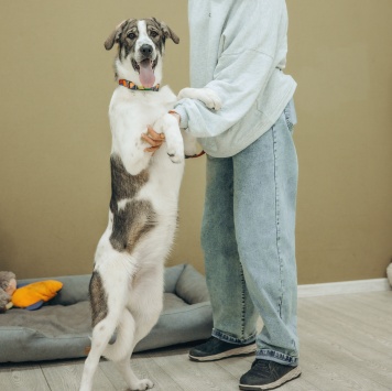 Собаки в добрые руки - Кейси - 4