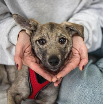 Собаки в добрые руки - Эля