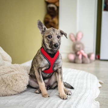 Собаки в добрые руки - Эля - 1