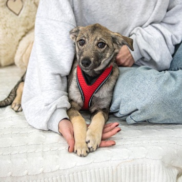 Собаки в добрые руки - Эля - 2