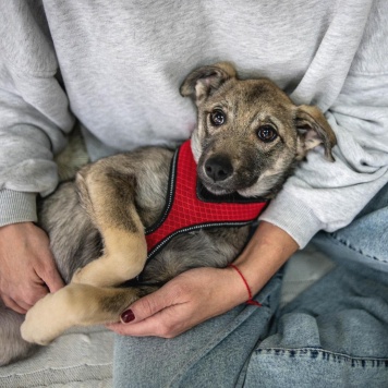 Собаки в добрые руки - Эля - 3