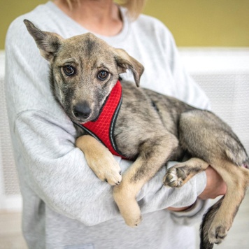 Собаки в добрые руки - Эля - 4