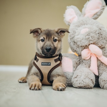 Собаки в добрые руки - Арик