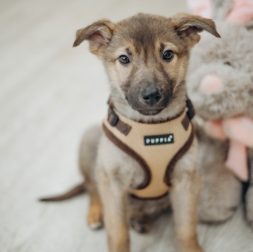 Собаки в добрые руки - Арик - 2