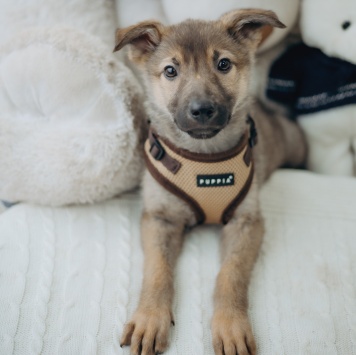 Собаки в добрые руки - Арик - 3