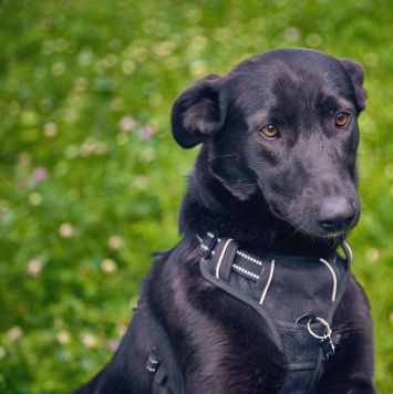 Собаки в добрые руки - Чернушка