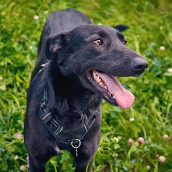 Собаки в добрые руки - Чернушка - 1