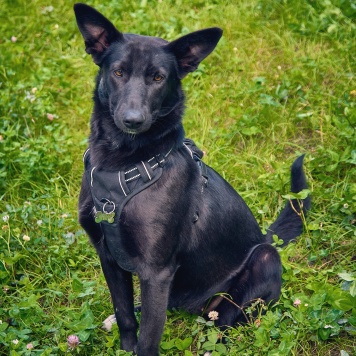 Собаки в добрые руки - Чернушка - 2